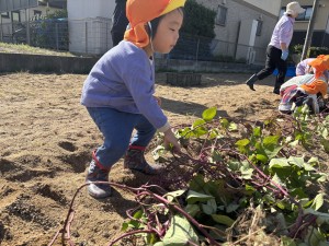 さつまいも掘りをしたよ🍠（３・４・５歳児）