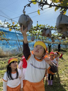 梨狩りに行きました🍐（5歳児さくらぐみ）