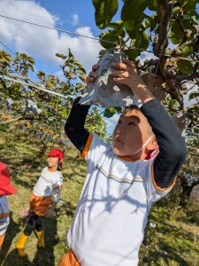 梨狩りに行きました🍐（5歳児さくらぐみ）