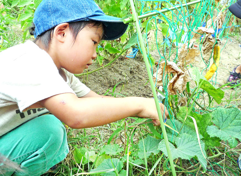 野菜の栽培